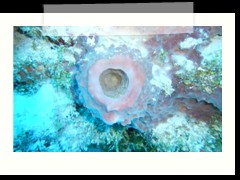 messico_diving_0863