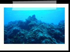 messico_diving_0875