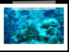 messico_diving_0877