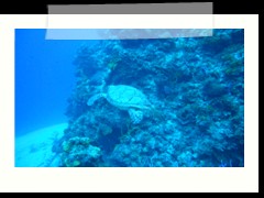 messico_diving_0882