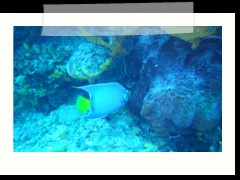 messico_diving_0892