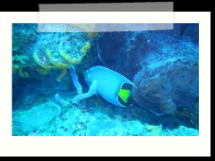 messico_diving_0893