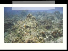 messico_diving_0942