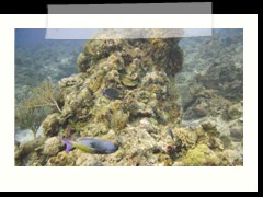 messico_diving_0945