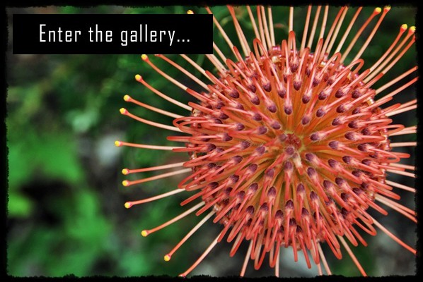 Ogrody botaniczne Kapsztadu,  Kirstenbosch National Botanical Gardens, Gra Stoowa, table mountain, cape town, citta del capo, cape town botanical garden, protea, proteas, rpa, republika poludniowej afryki