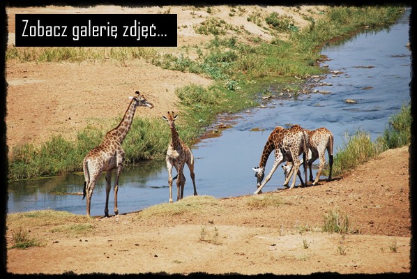 Park Narodowy Krugera, kruger national park, sud africa, south africa, rpa, republika poludniowej afryki